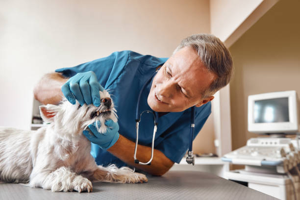 Best Emergency Root Canal Treatment in Grayvle, IL